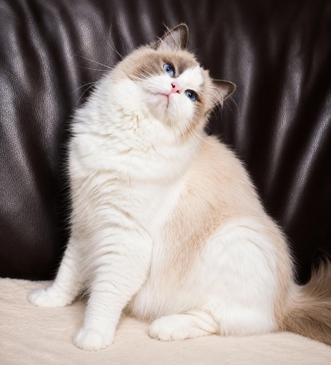 Bambina My Destiny, blue bicolour ragdoll queen