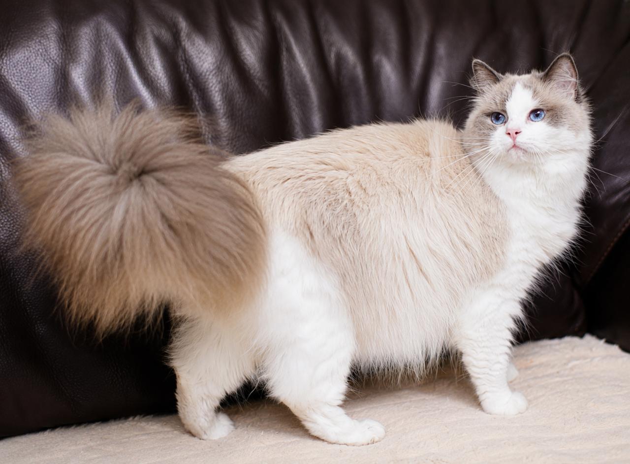 Bambina My Destiny, blue bicolour ragdoll queen, additional photo