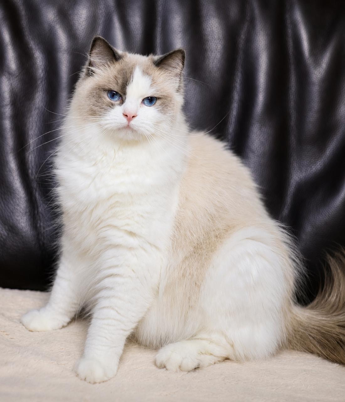 Bambina My Destiny, blue bicolour ragdoll queen, additional photo