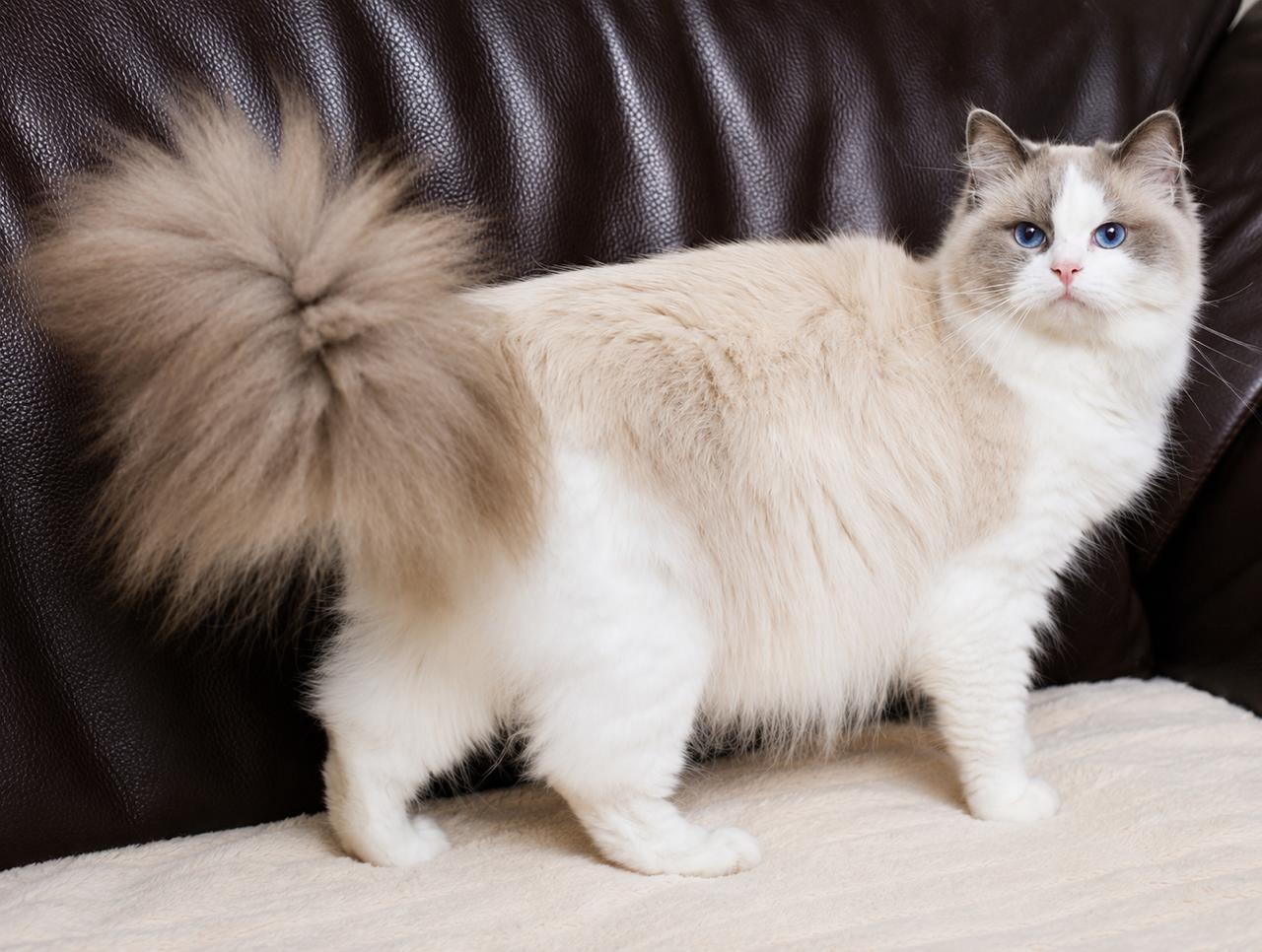 Bambina My Destiny, blue bicolour ragdoll queen, additional photo