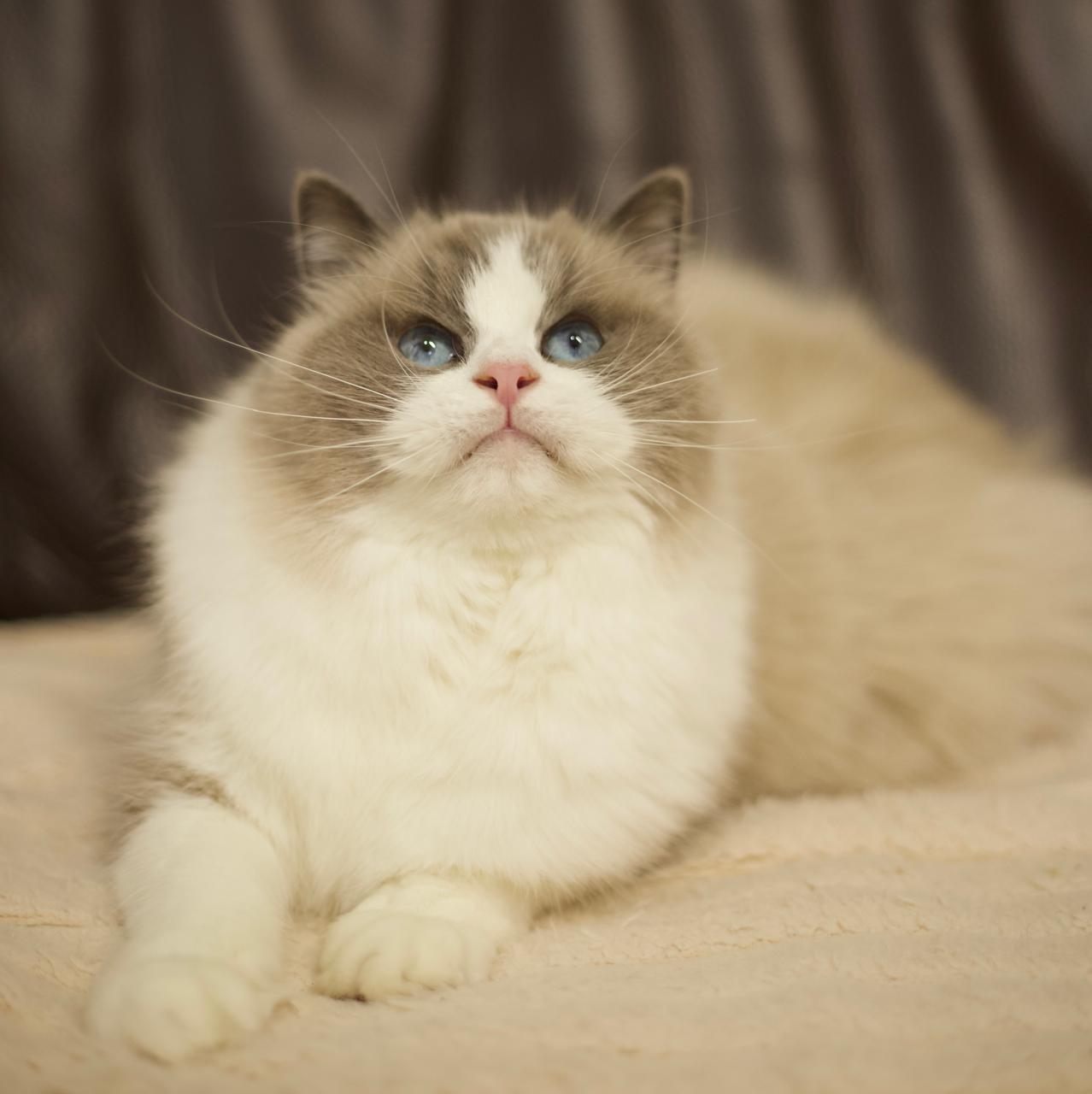 Barbie My Destiny, blue bicolour ragdoll queen