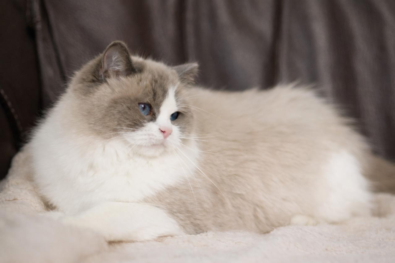 Barbie My Destiny, blue bicolour ragdoll queen, additional photo