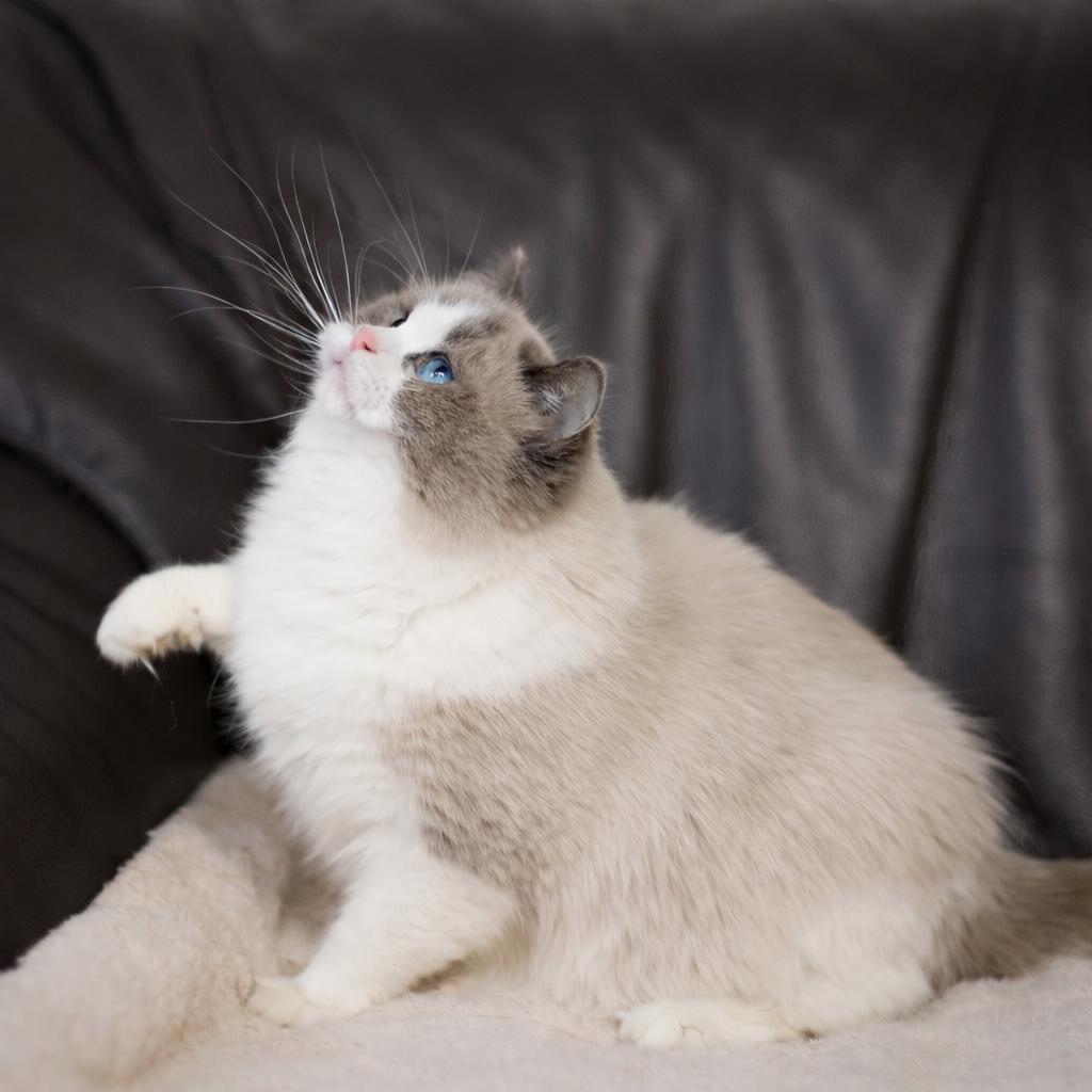 Barbie My Destiny, blue bicolour ragdoll queen, additional photo