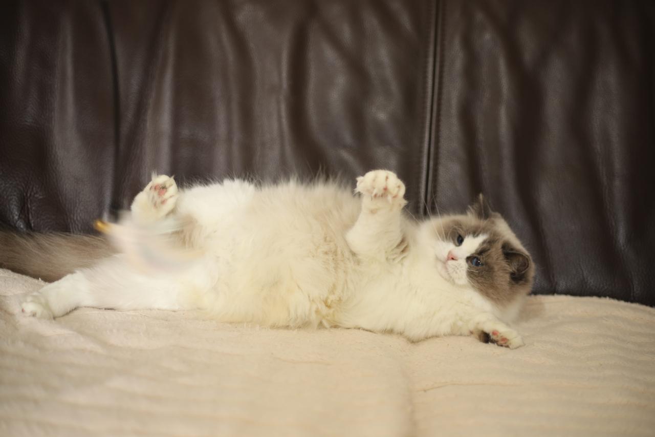 Barbie My Destiny, blue bicolour ragdoll queen, additional photo
