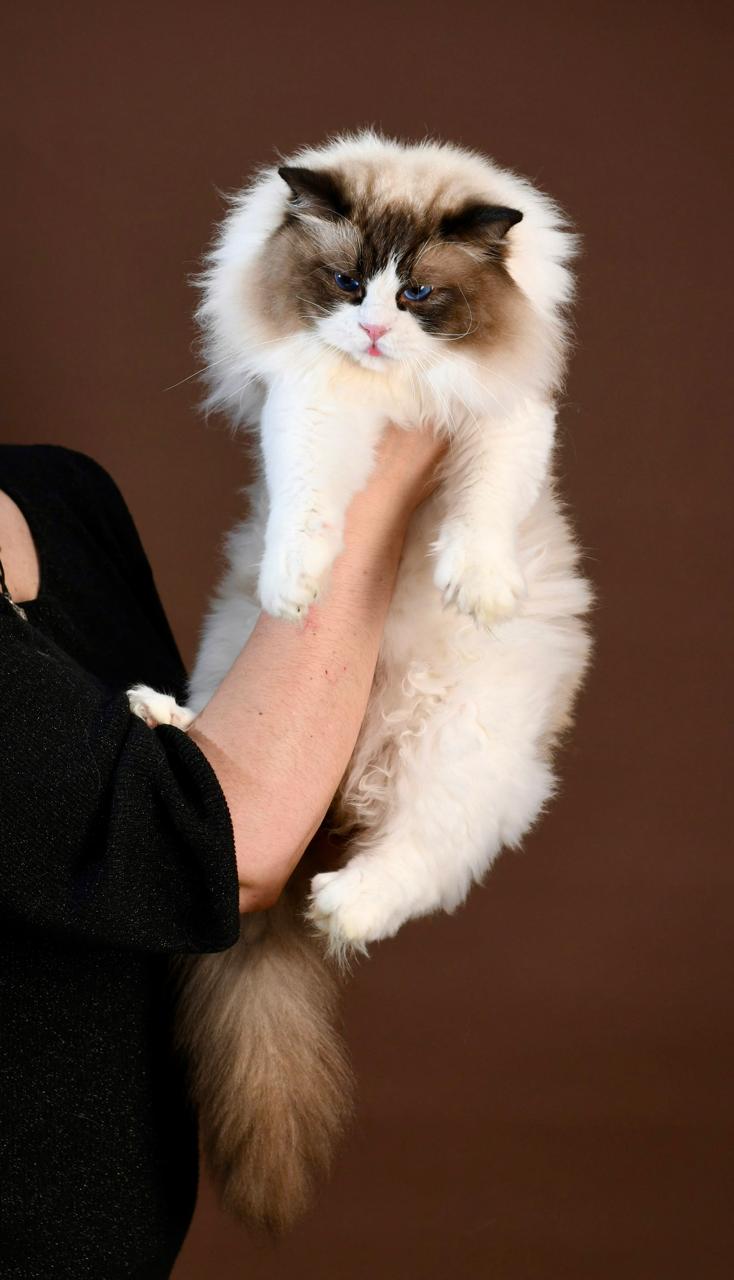 George, King Ancymony George, seal bicolour ragdoll stud