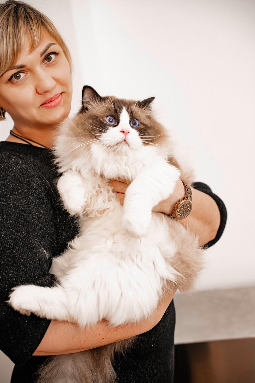 George, seal bicolour ragdoll stud, additional photo