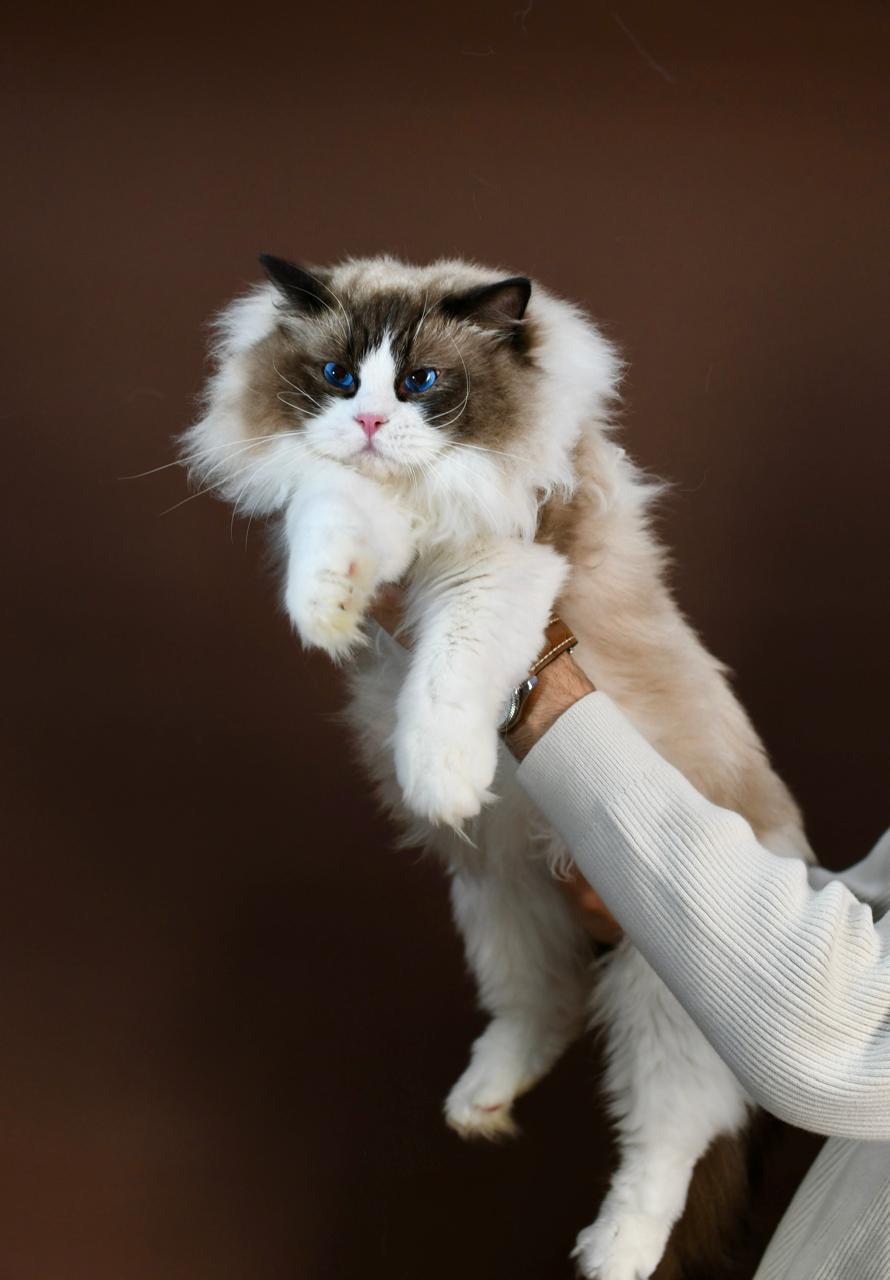 George, seal bicolour ragdoll stud, additional photo