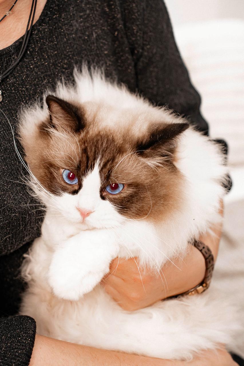 George, seal bicolour ragdoll stud, additional photo