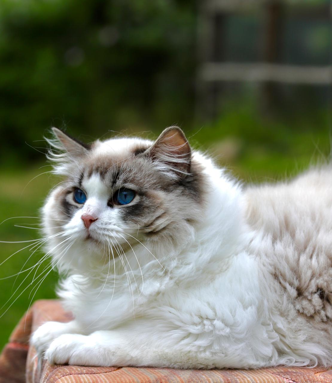An adult ragdoll cat resting in soft light