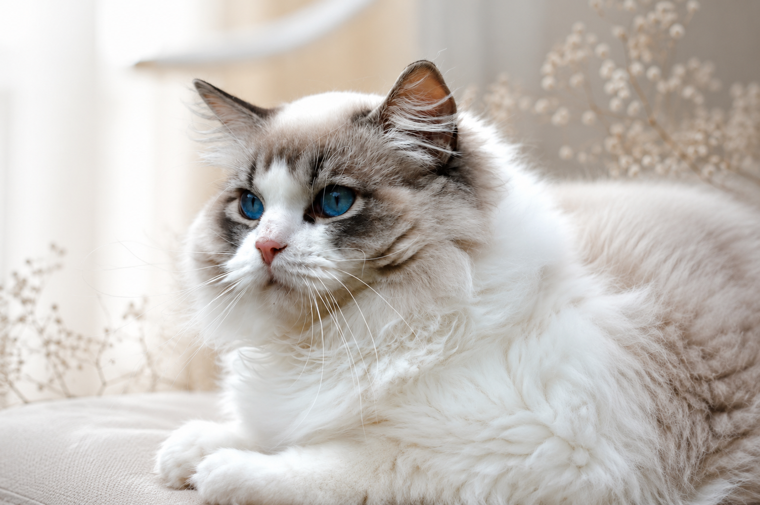 Close-up portrait of an adult ragdoll cat with deep blue eyes, soft natural light