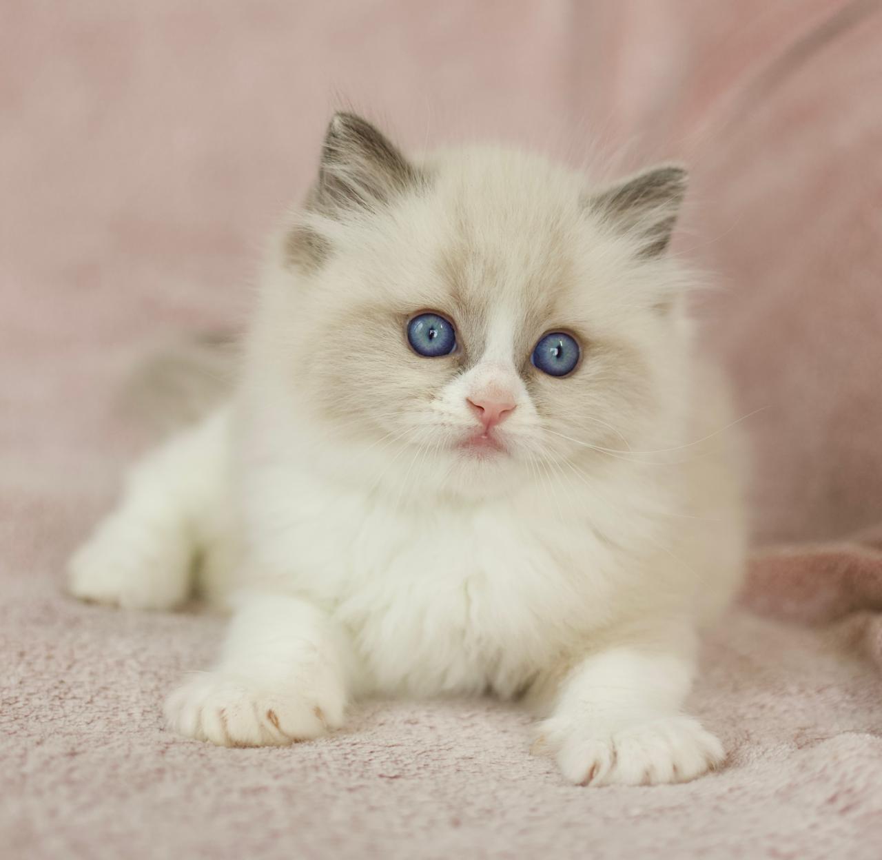 A ragdoll kitten curled up resting