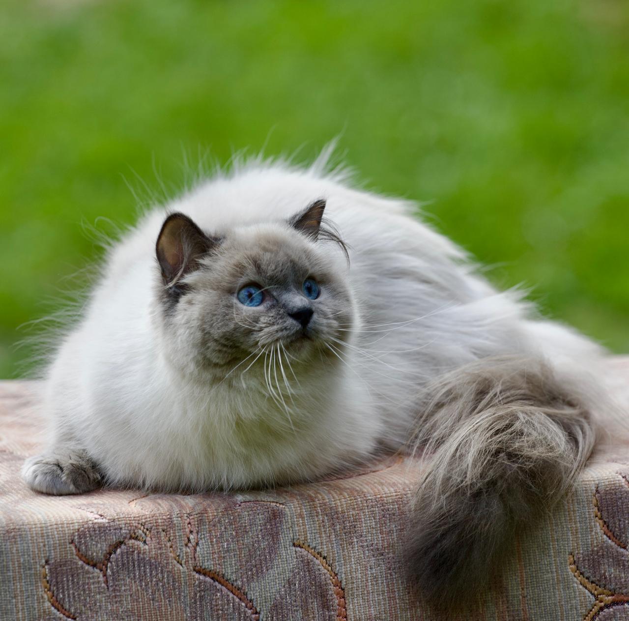A ragdoll cat by a window