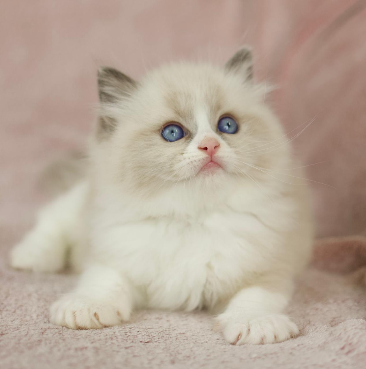 Litter of ragdoll kittens