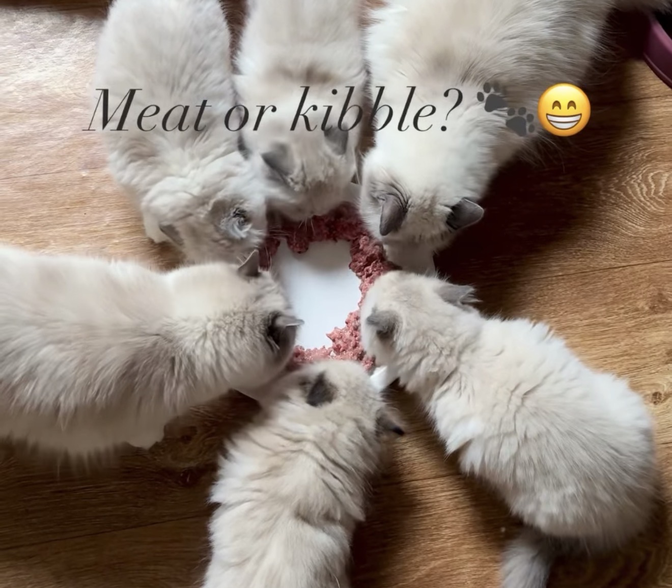 My Destiny Ragdolls on Instagram