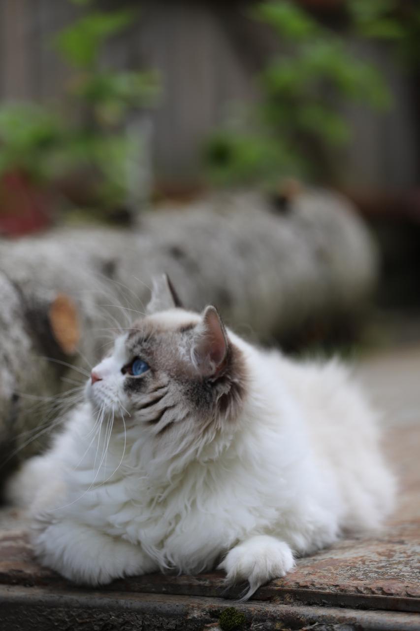 Ragdoll cat lounging in natural light