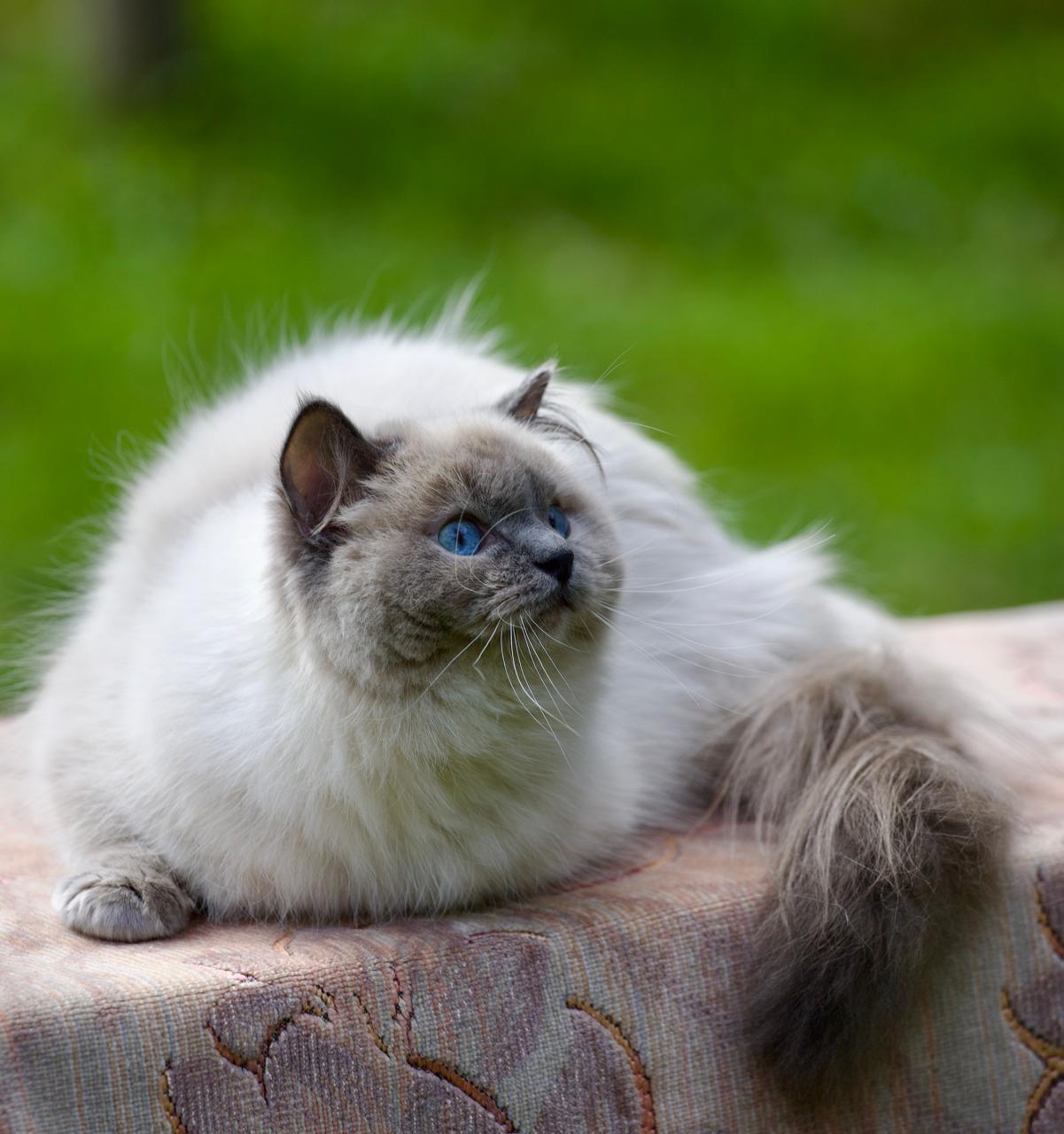 M-Barashyk My Destiny, blue point ragdoll queen