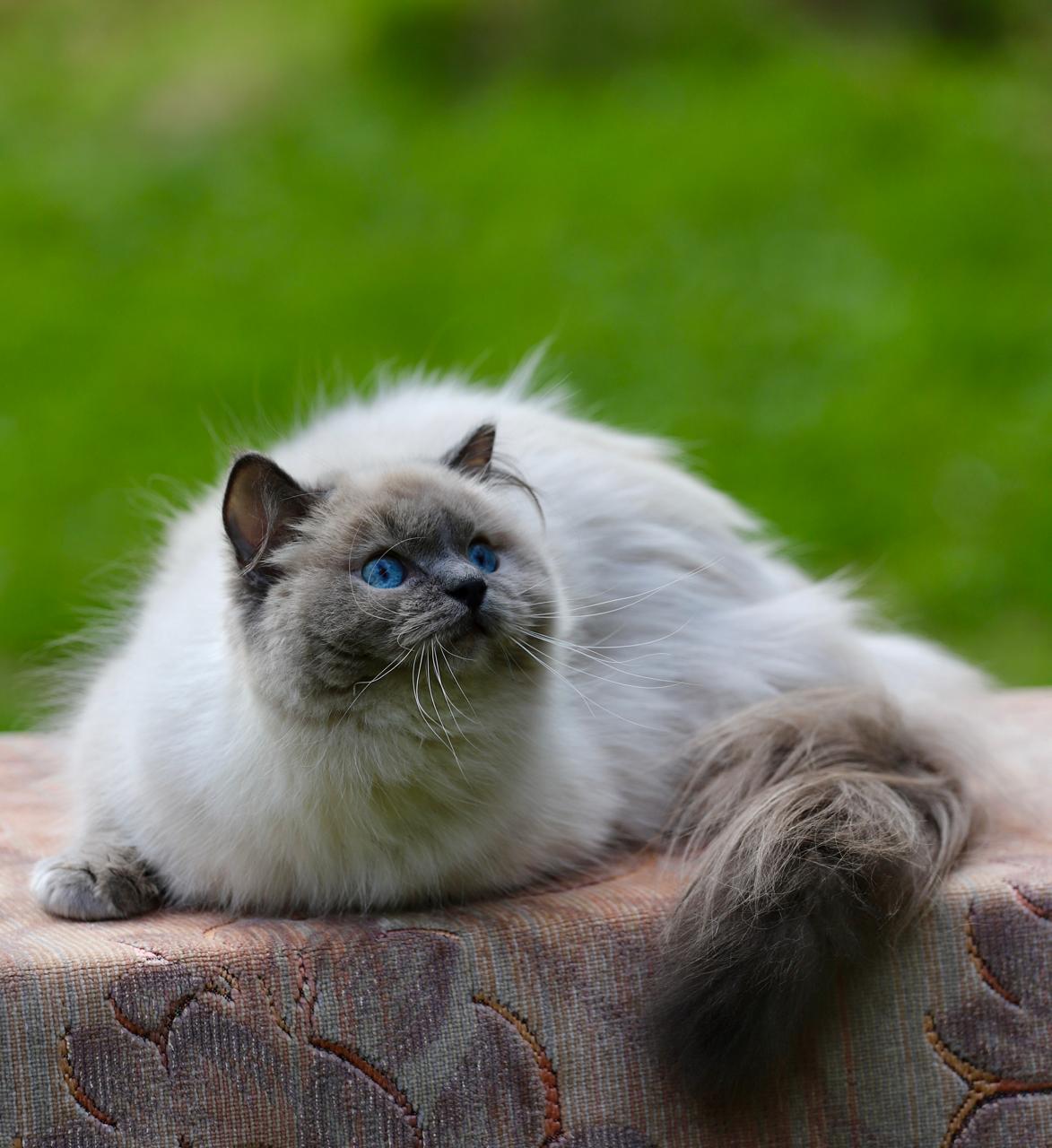 M-Barashyk My Destiny, blue point ragdoll queen, additional photo