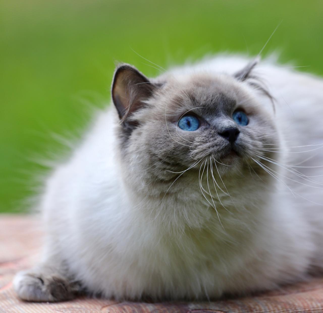 M-Barashyk My Destiny, blue point ragdoll queen, additional photo