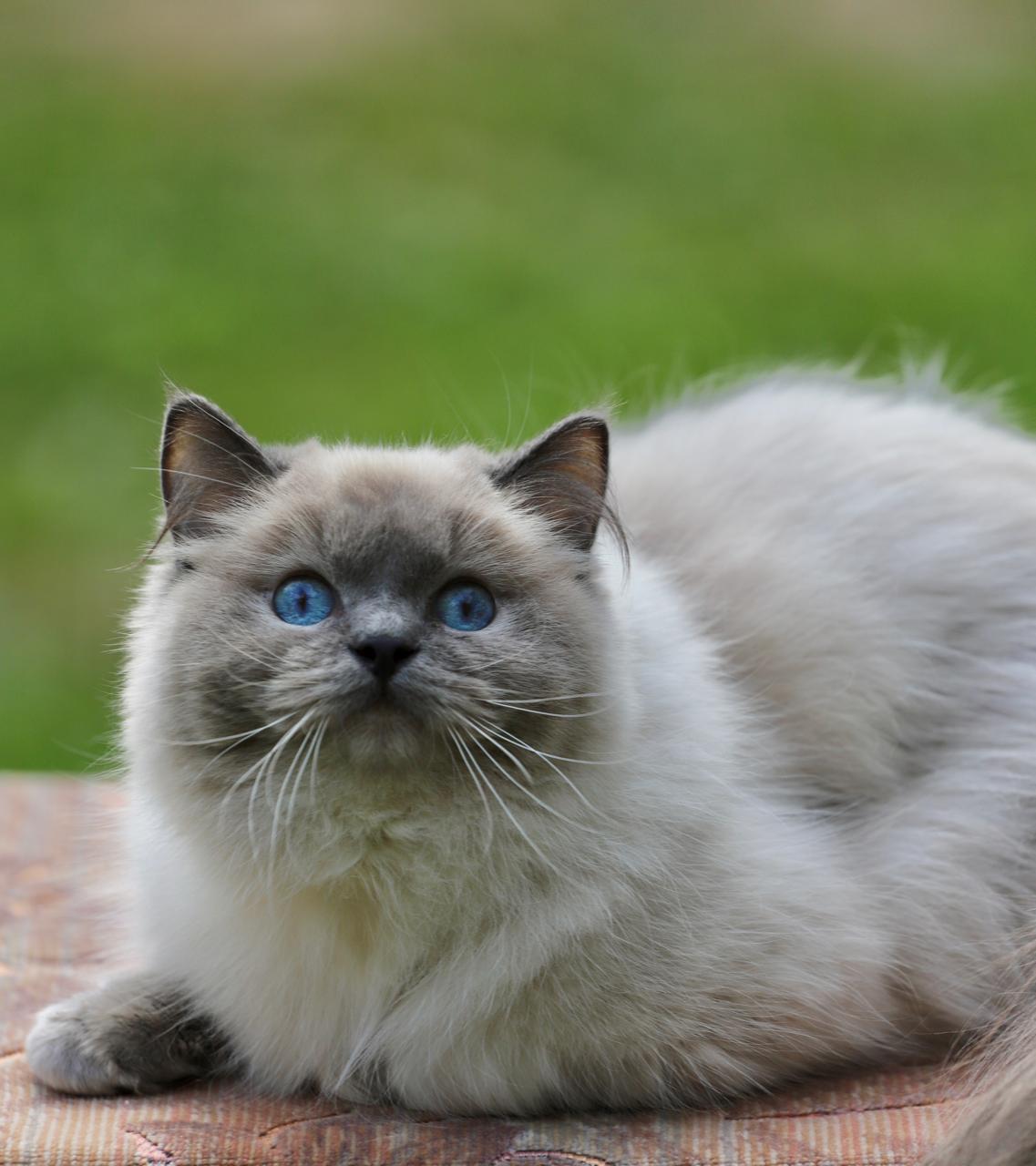 M-Barashyk My Destiny, blue point ragdoll queen, additional photo