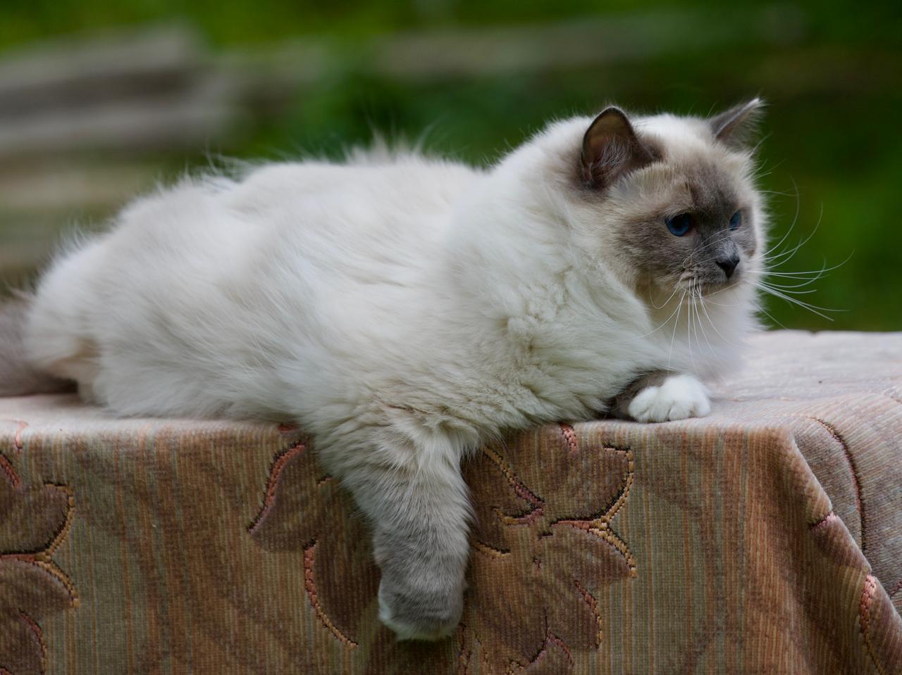 Milana My Destiny, ragdoll queen, additional photo