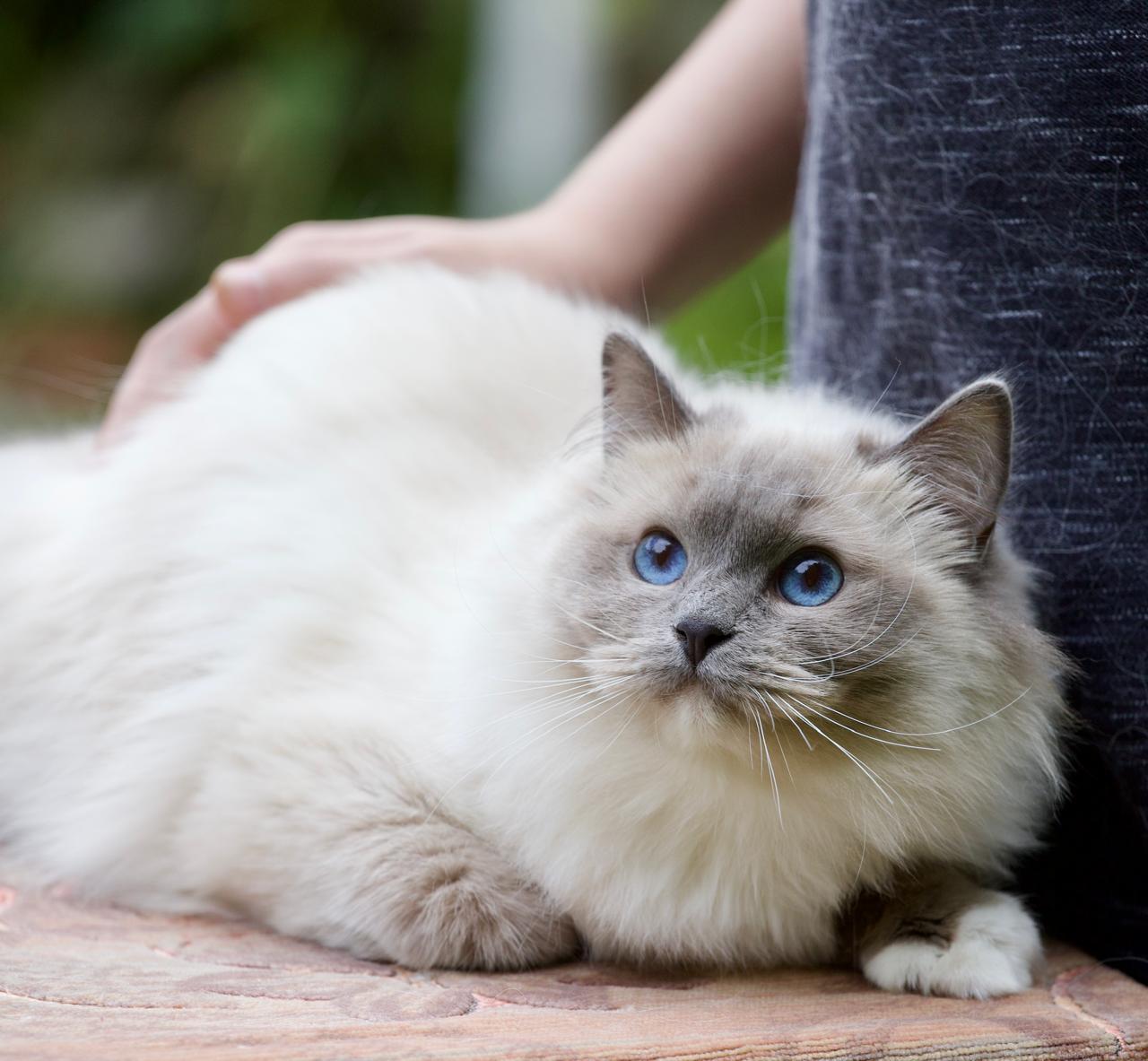 Milana My Destiny, ragdoll queen, additional photo