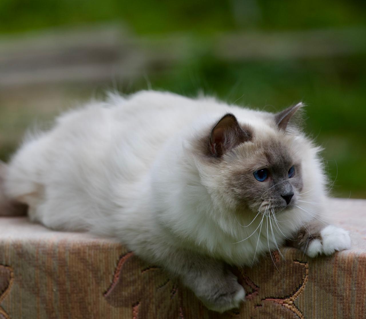 Milana My Destiny, ragdoll queen, additional photo