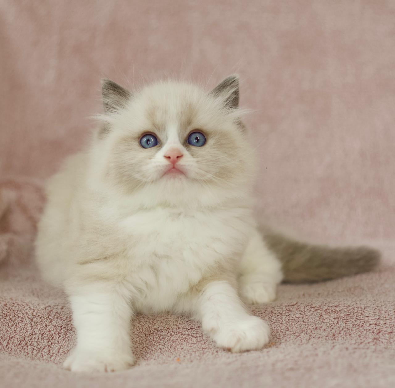 Phantom My Destiny, ragdoll kitten