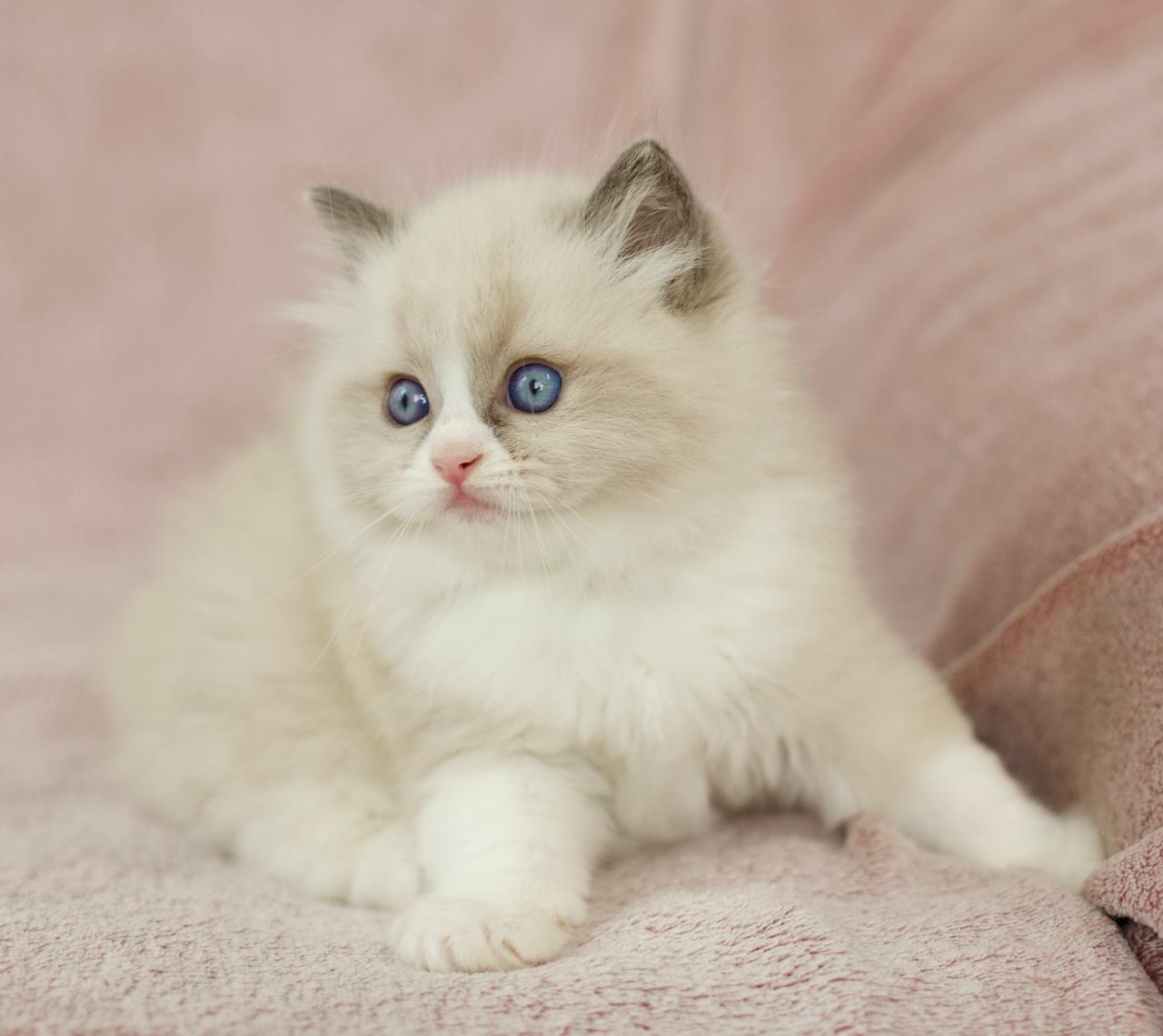 Phantom My Destiny, ragdoll kitten, additional photo