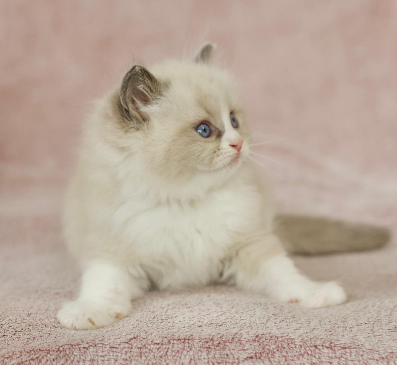 Phantom My Destiny, ragdoll kitten, additional photo