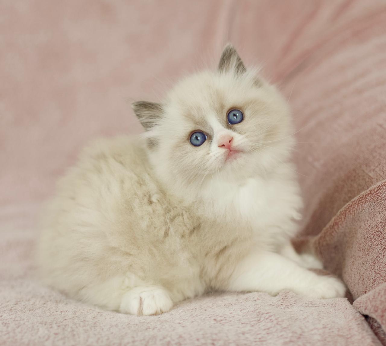 Phantom My Destiny, ragdoll kitten, additional photo