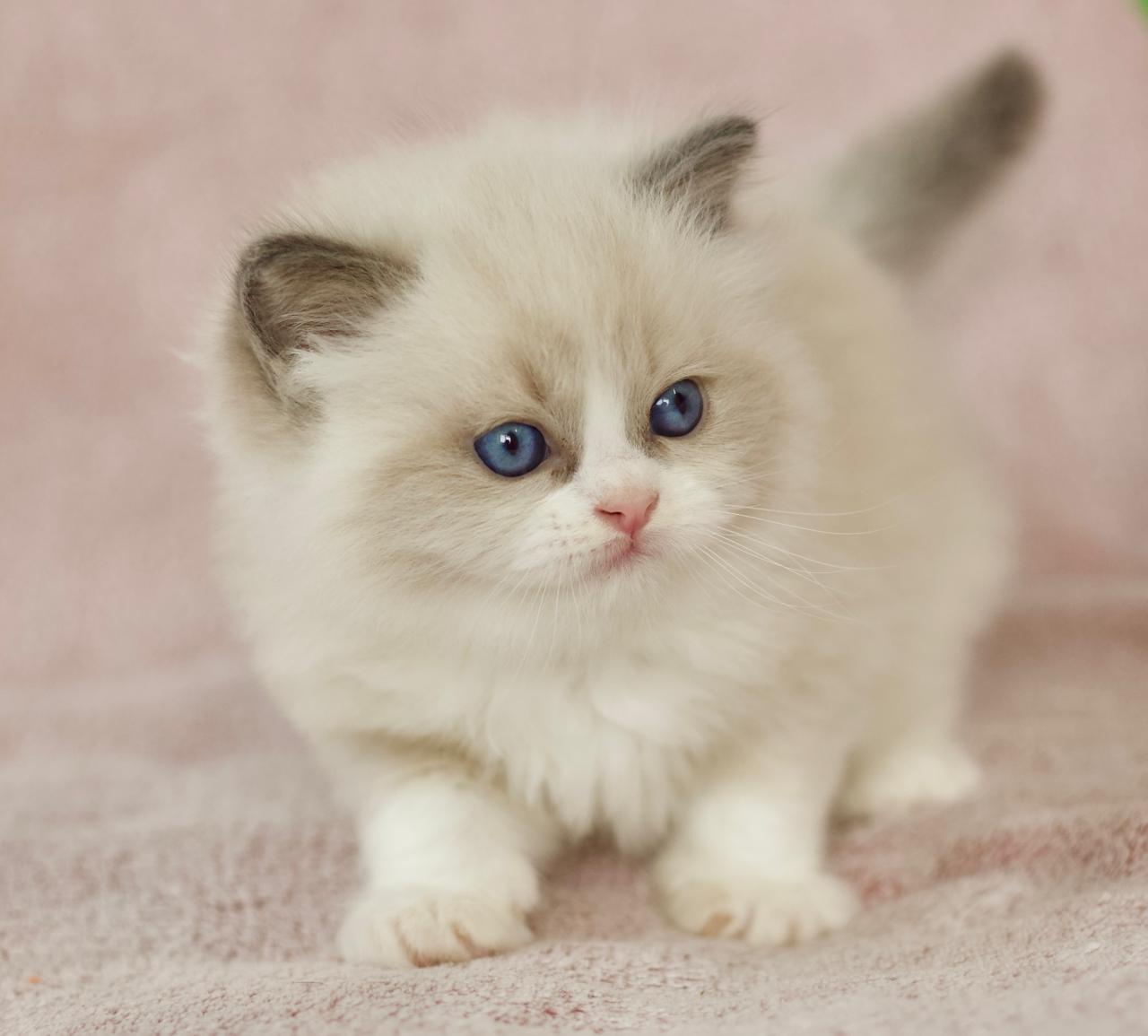 Platinum My Destiny, blue bicolour ragdoll kitten