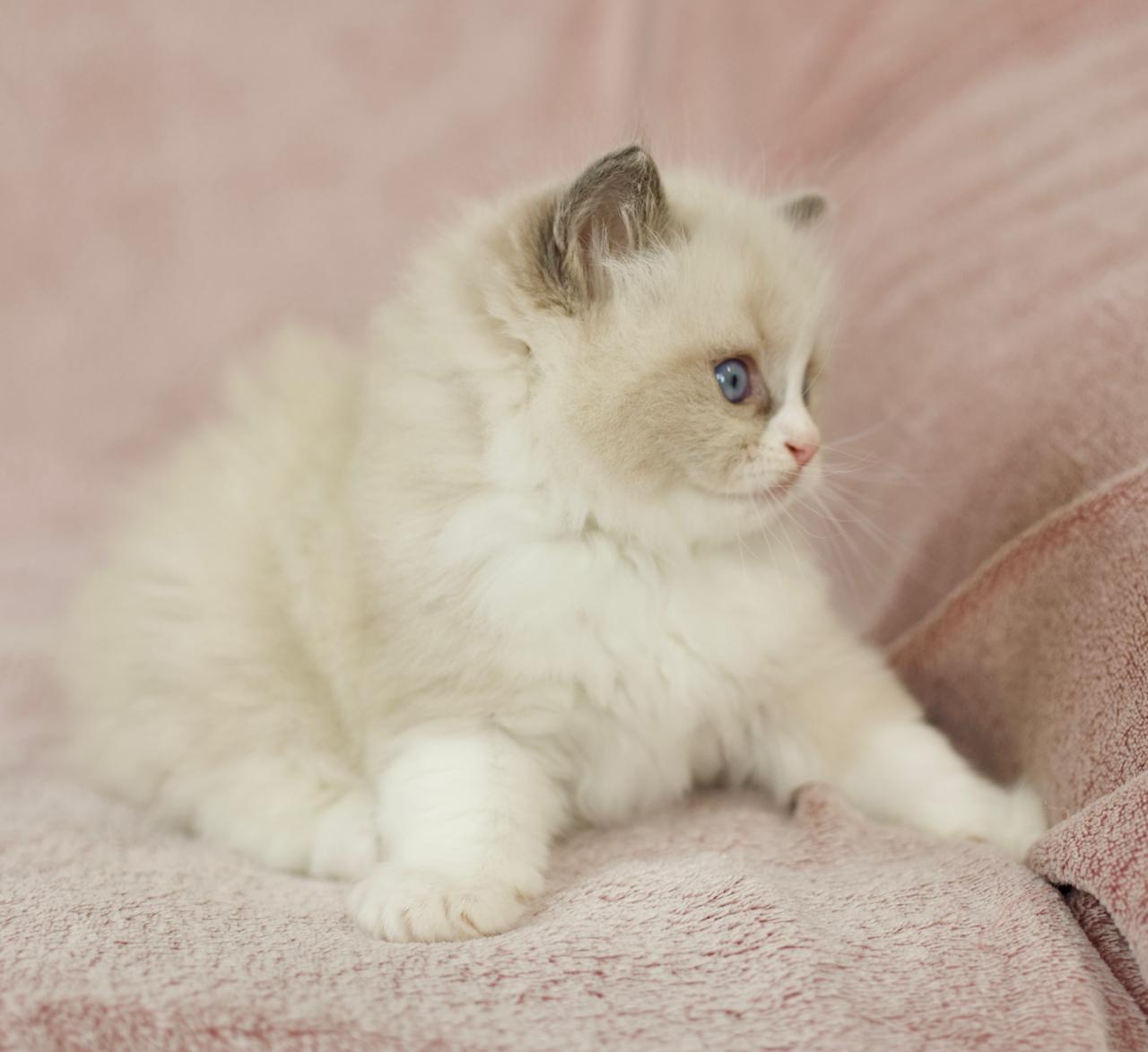 Platinum My Destiny, blue bicolour ragdoll kitten, additional photo