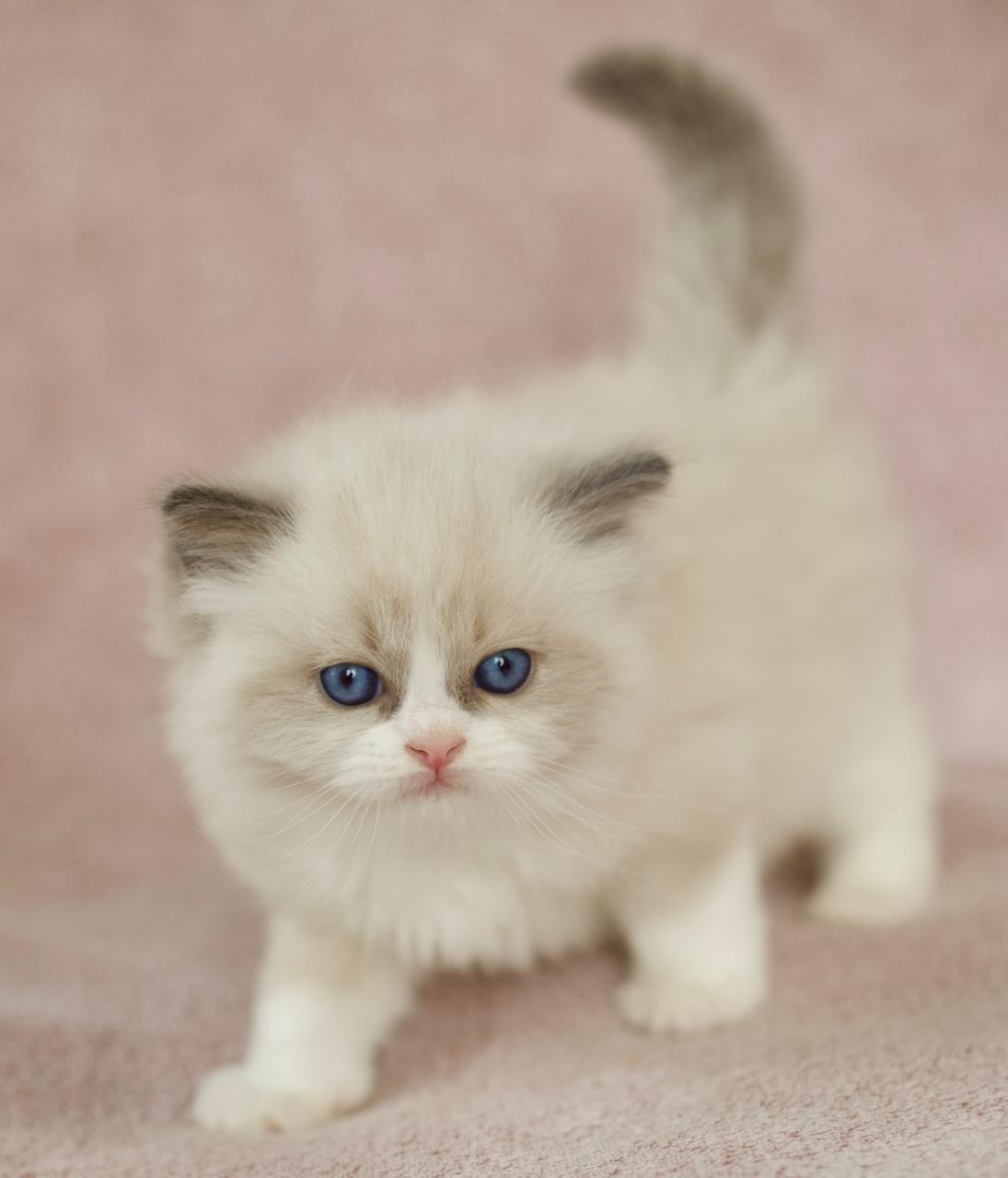 Platinum My Destiny, blue bicolour ragdoll kitten, additional photo