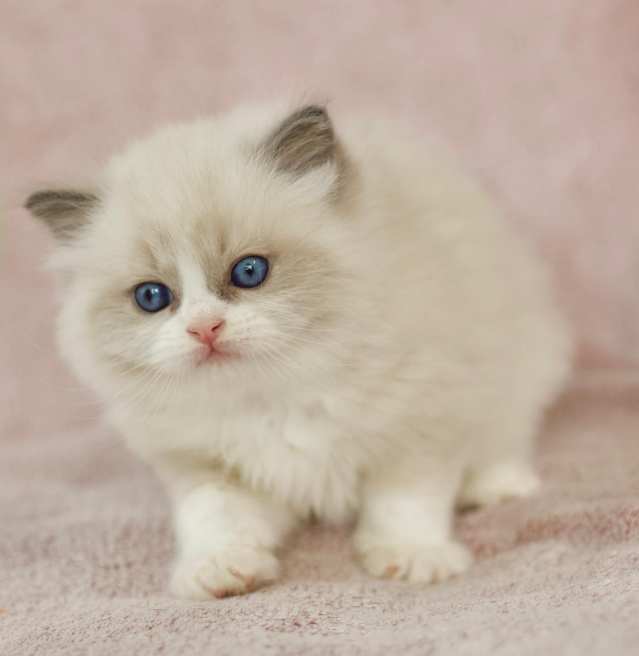 Platinum My Destiny, blue bicolour ragdoll kitten, additional photo