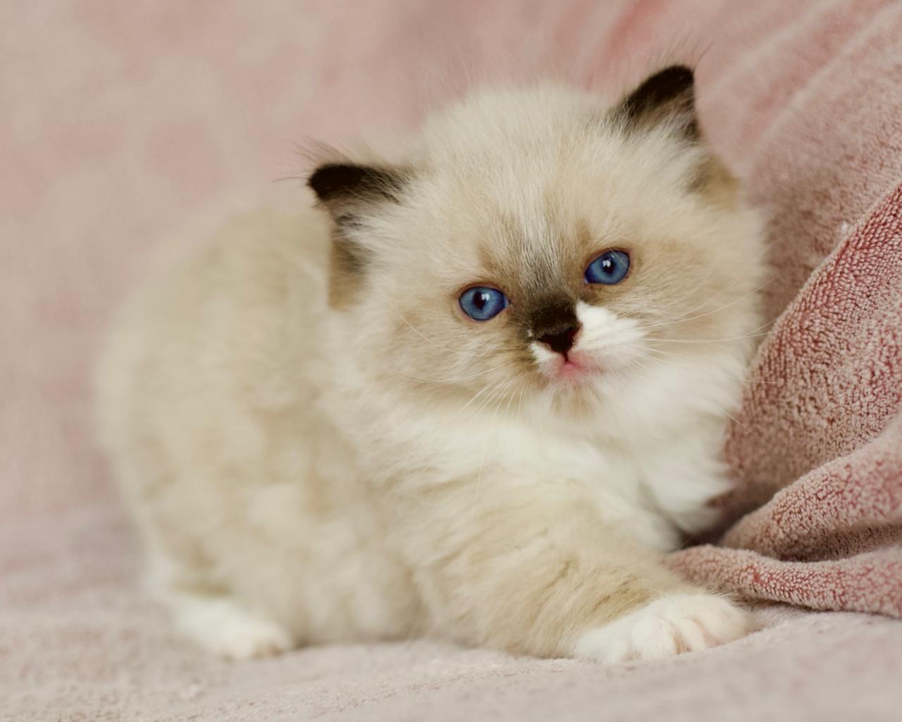 Plusha My Destiny, seal bicolour ragdoll kitten