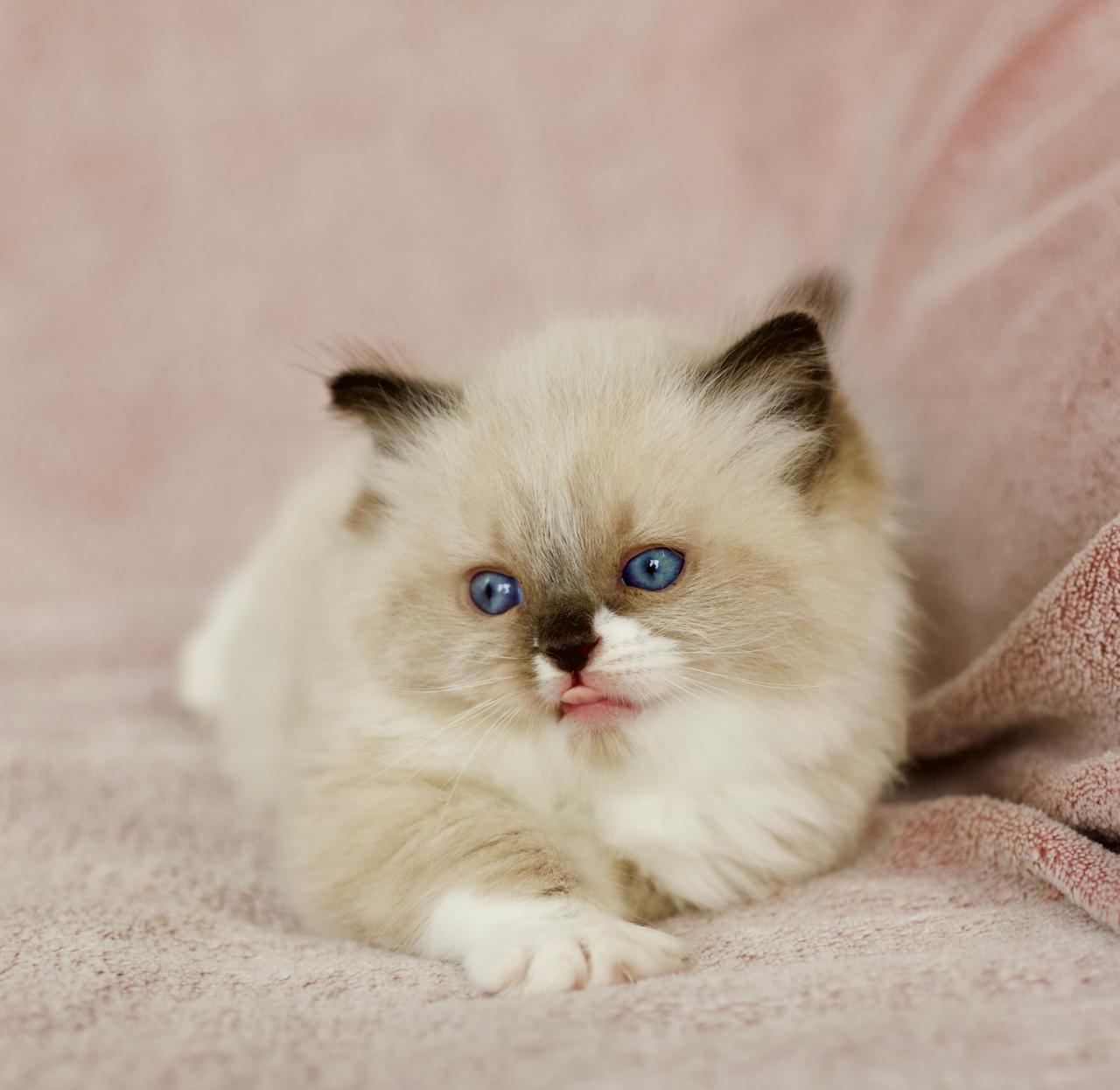 Plusha My Destiny, seal bicolour ragdoll kitten, additional photo