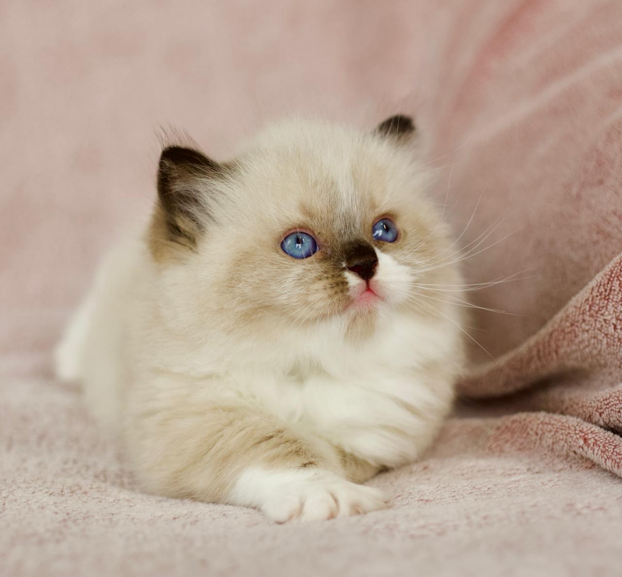 Plusha My Destiny, seal bicolour ragdoll kitten, additional photo
