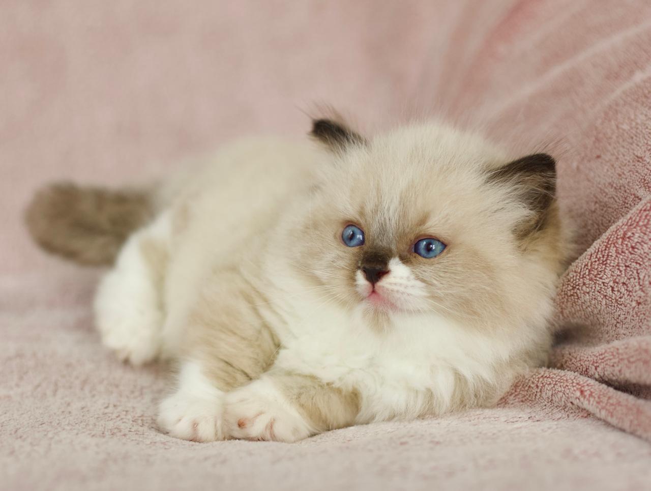 Plusha My Destiny, seal bicolour ragdoll kitten, additional photo