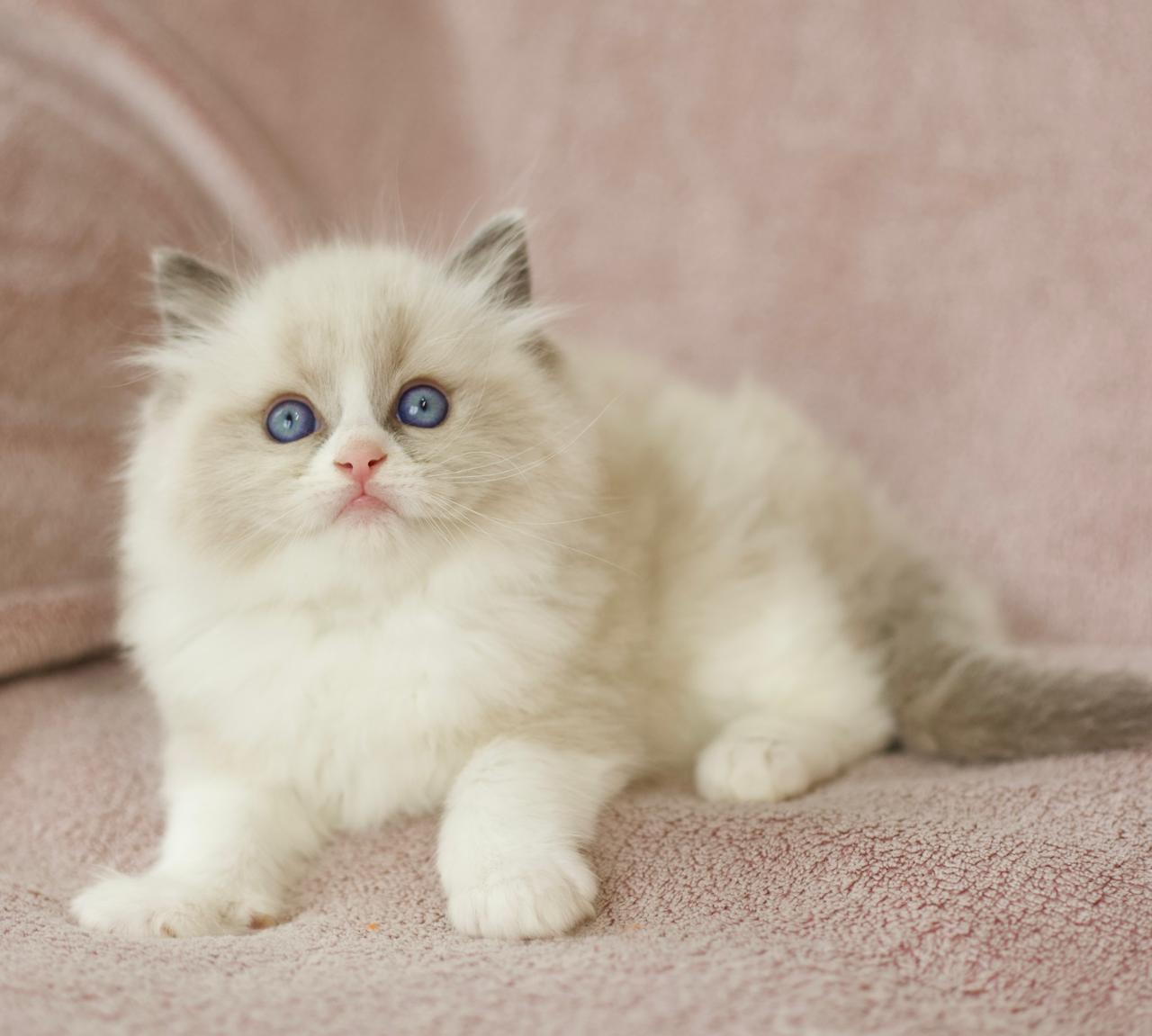 Pusheen My Destiny, blue bicolour ragdoll kitten