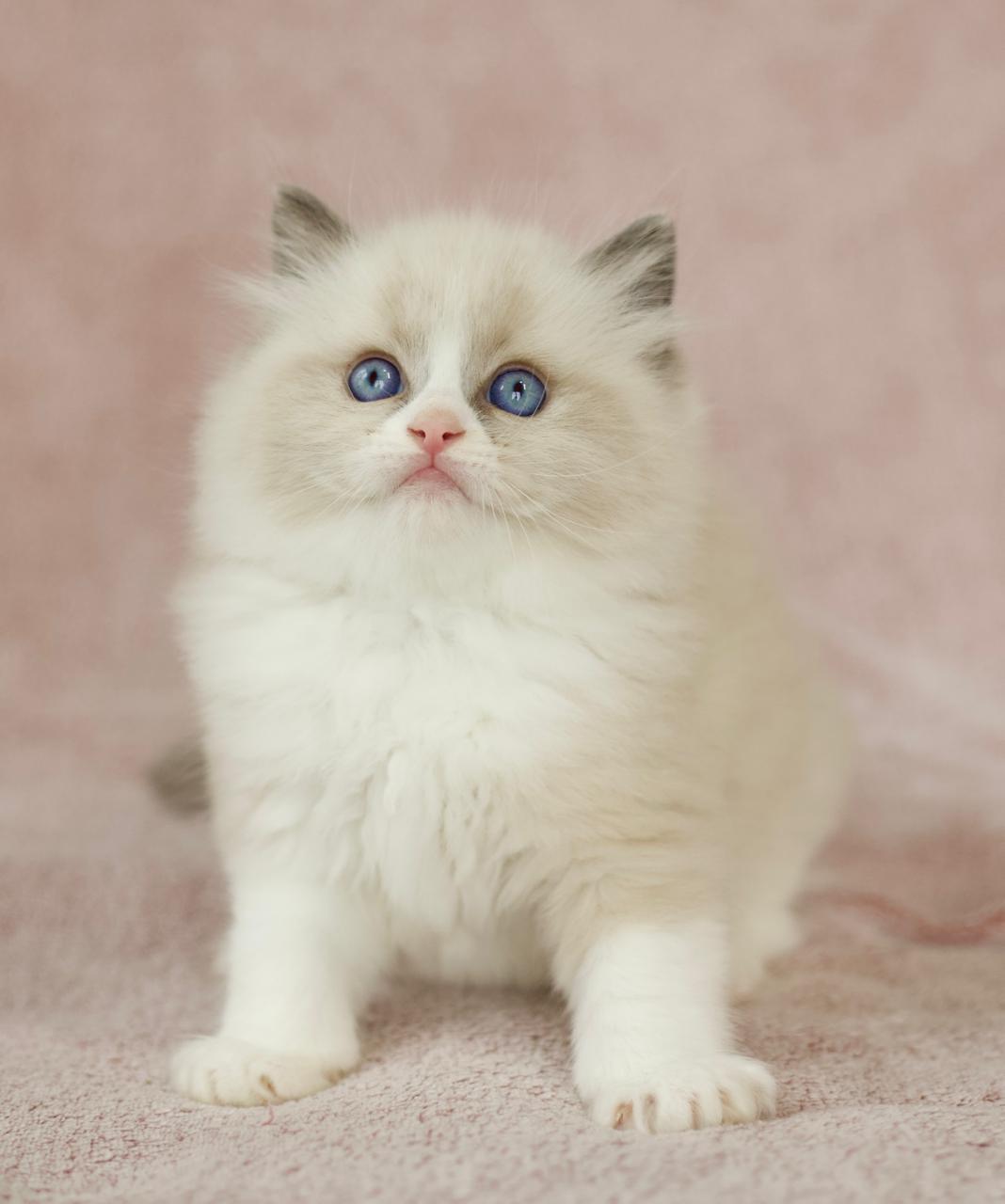 Pusheen My Destiny, blue bicolour ragdoll kitten, additional photo