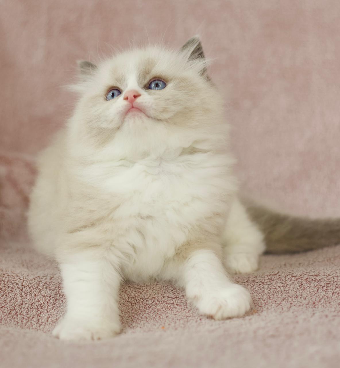 Pusheen My Destiny, blue bicolour ragdoll kitten, additional photo
