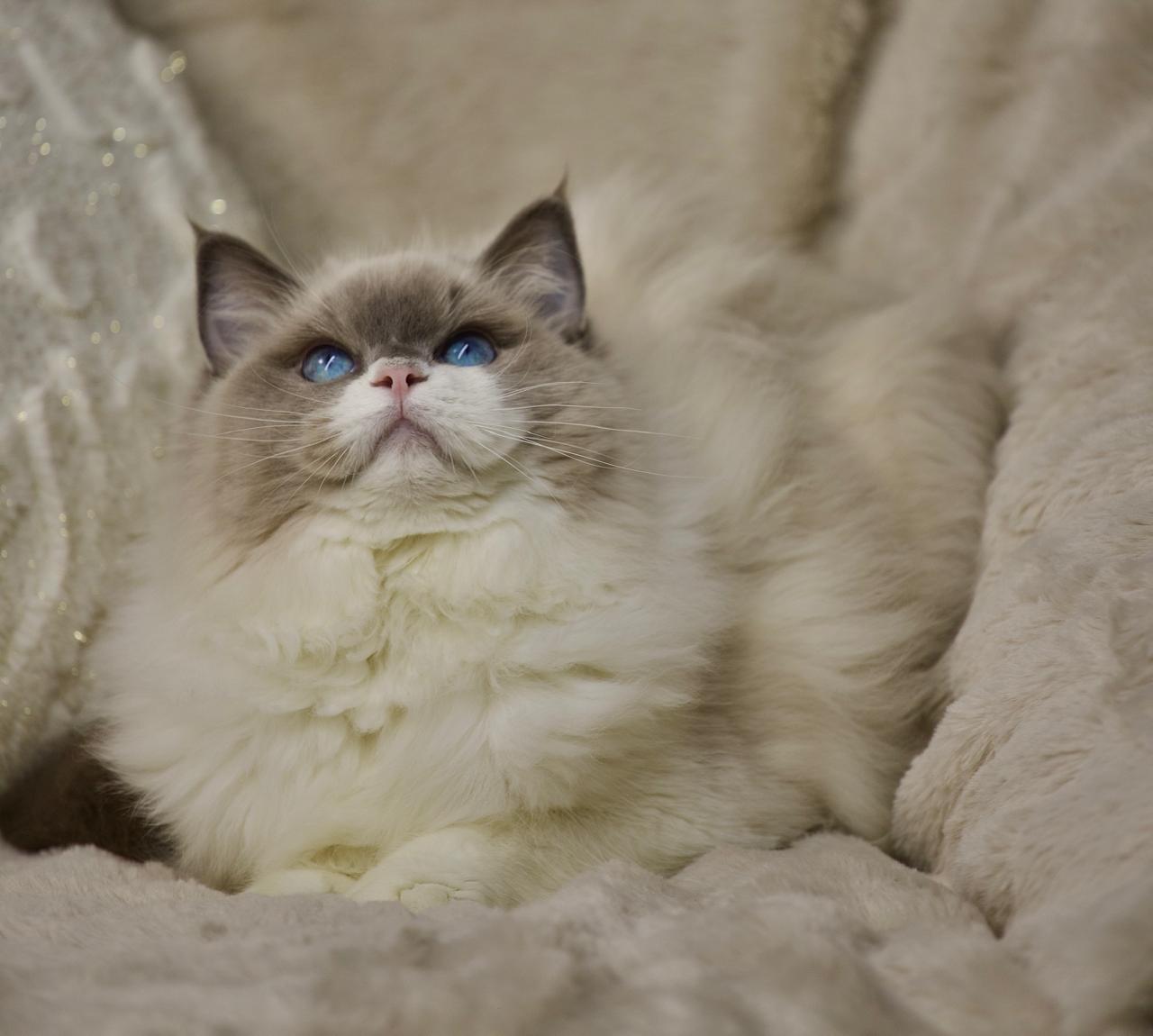 T-Sova My Destiny, blue bicolour ragdoll queen