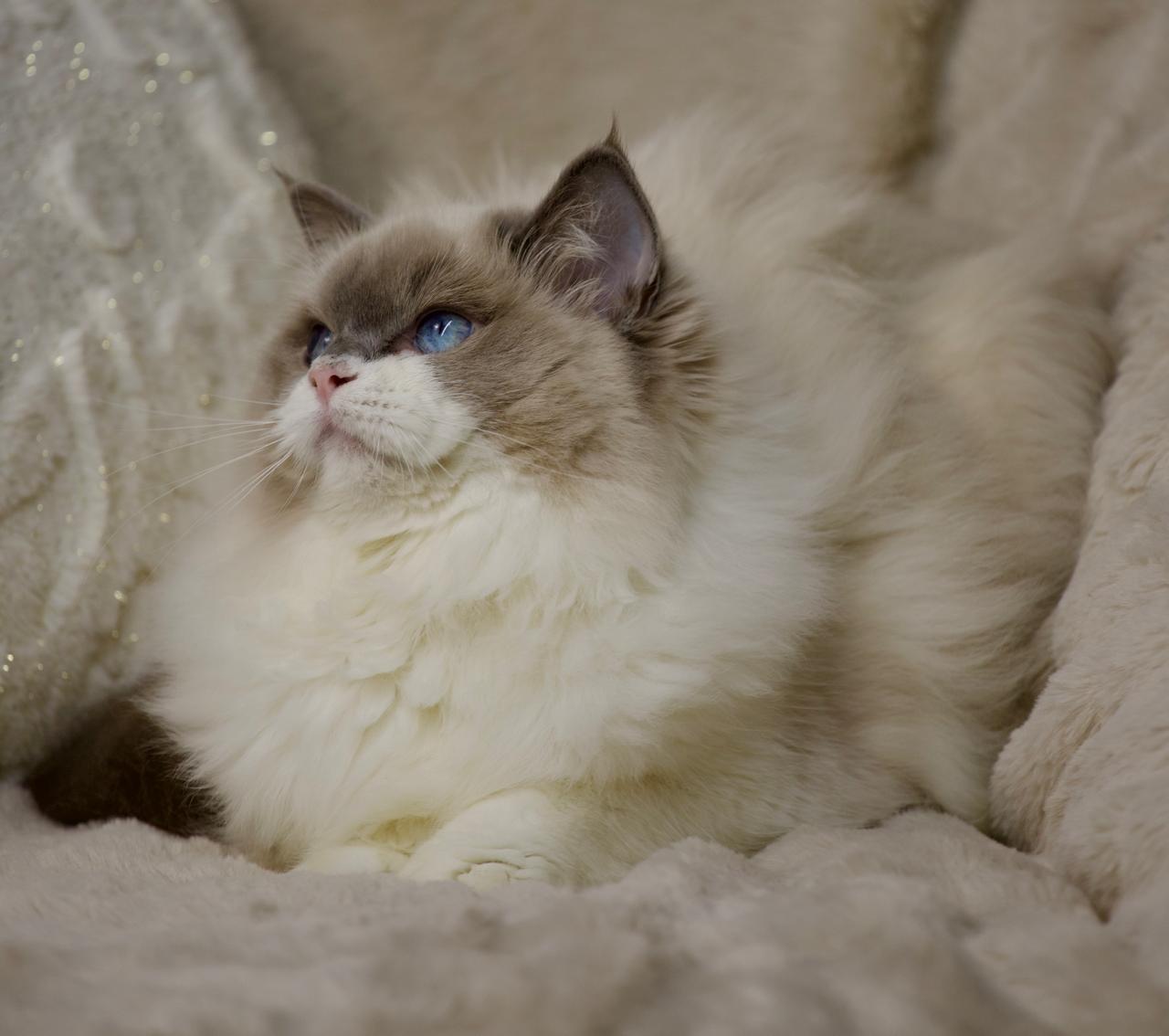 T-Sova My Destiny, blue bicolour ragdoll queen, additional photo