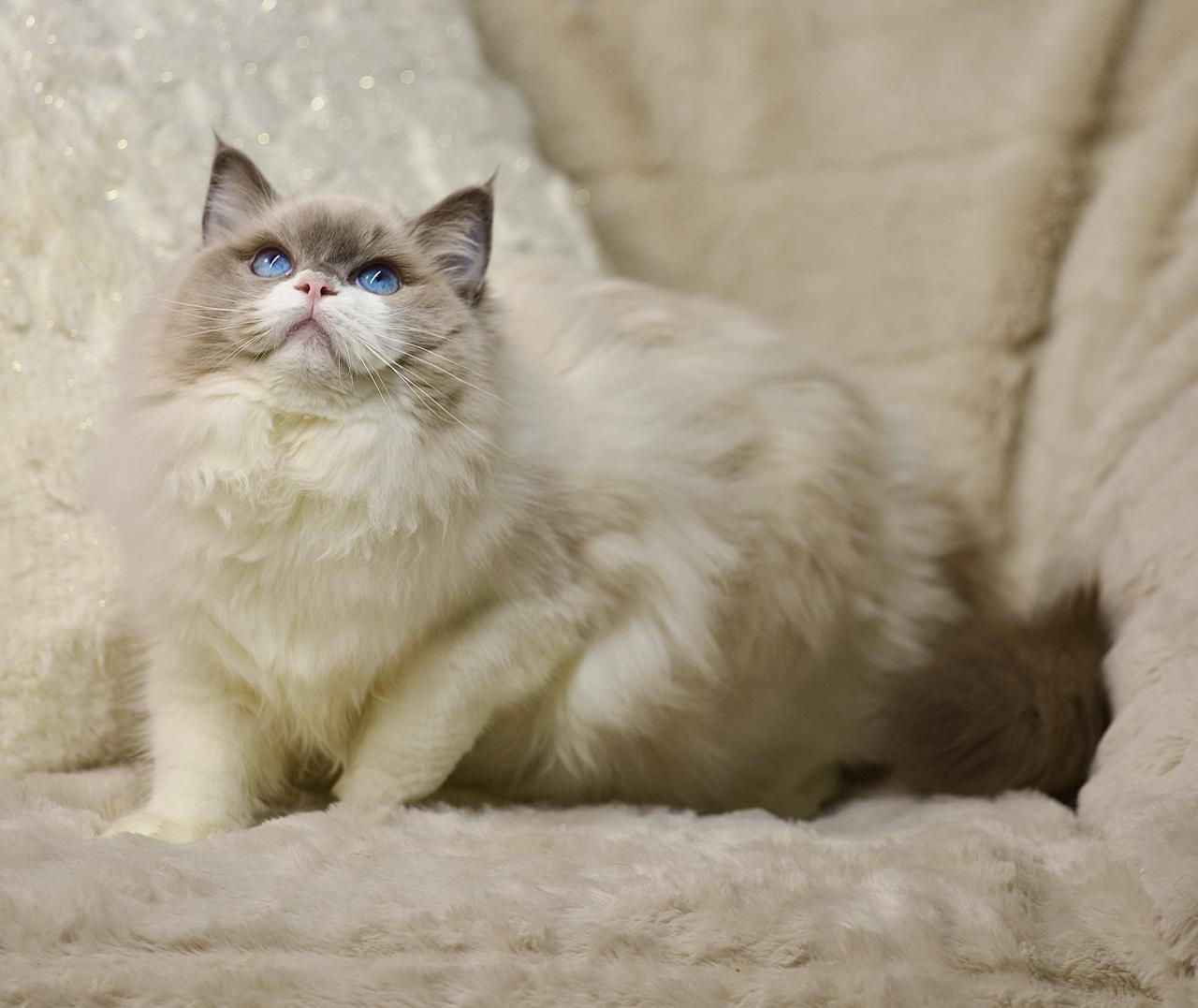 T-Sova My Destiny, blue bicolour ragdoll queen, additional photo