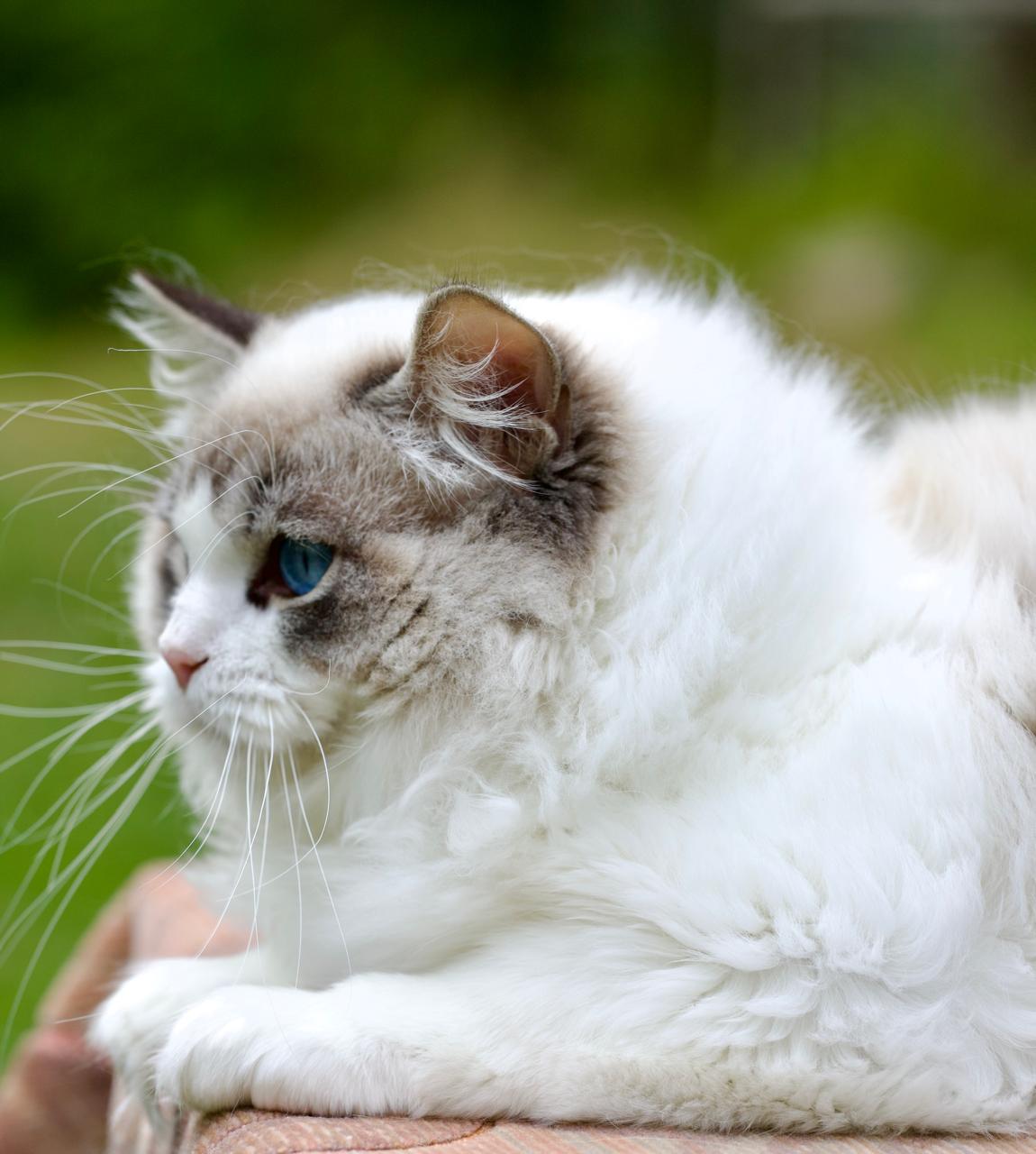 Unicorn, King Ancymony Unicorn, seal lynx bicolour ragdoll stud