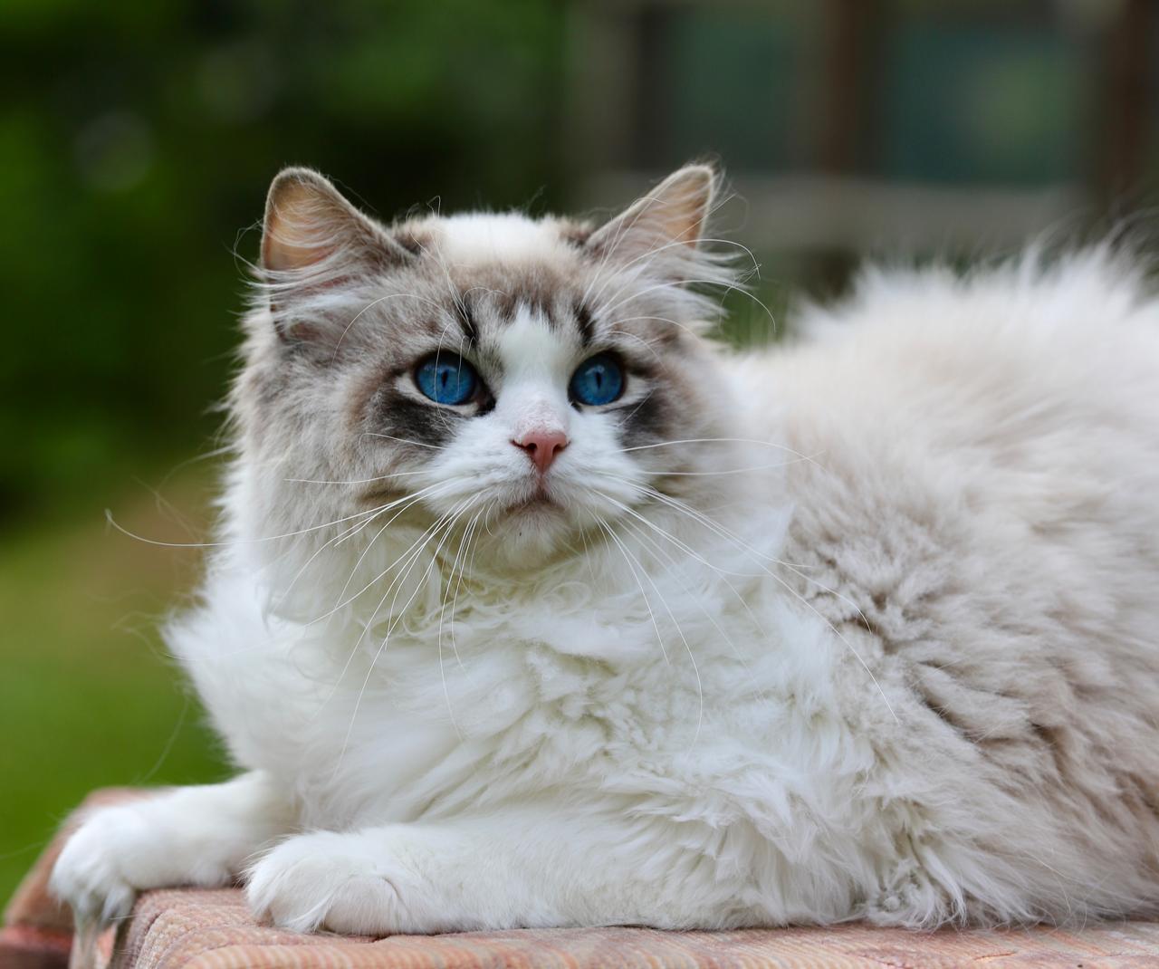 Unicorn, seal lynx bicolour ragdoll stud, additional photo