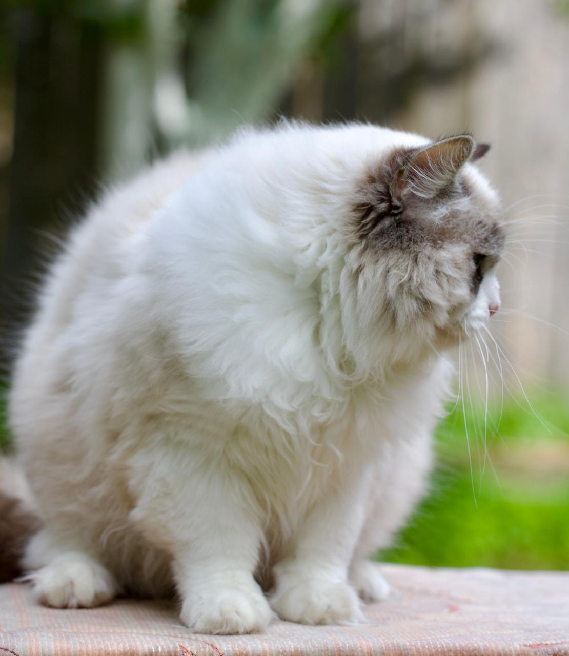 Unicorn, seal lynx bicolour ragdoll stud, additional photo