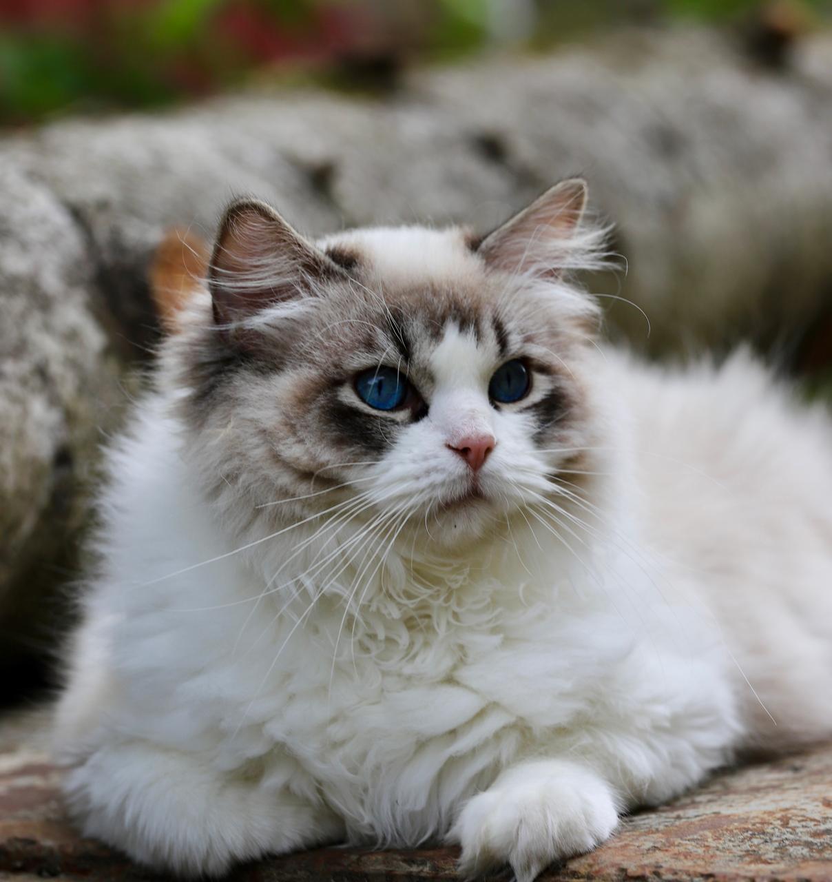 Unicorn, seal lynx bicolour ragdoll stud, additional photo